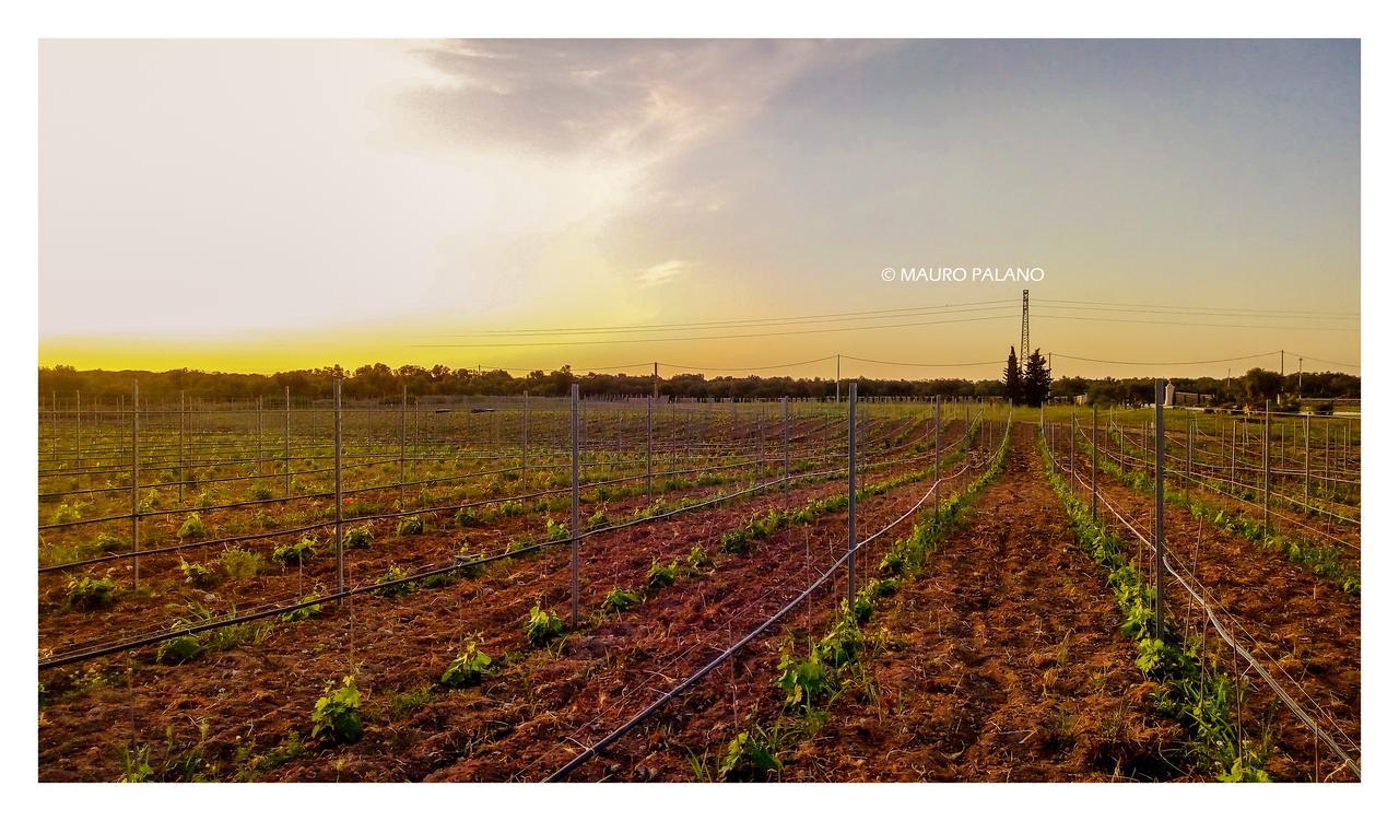 Tenuta Kyrios بورغوني المظهر الخارجي الصورة