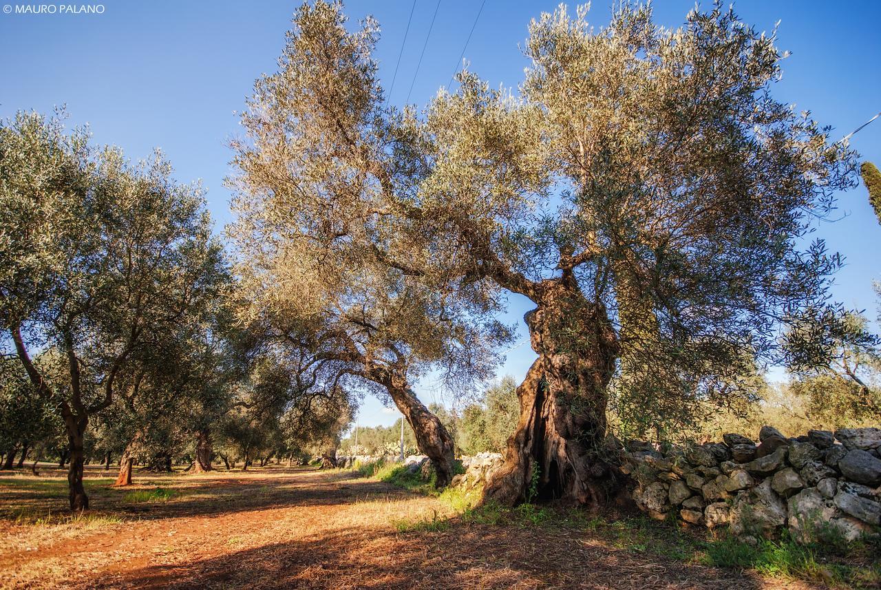 Tenuta Kyrios بورغوني المظهر الخارجي الصورة