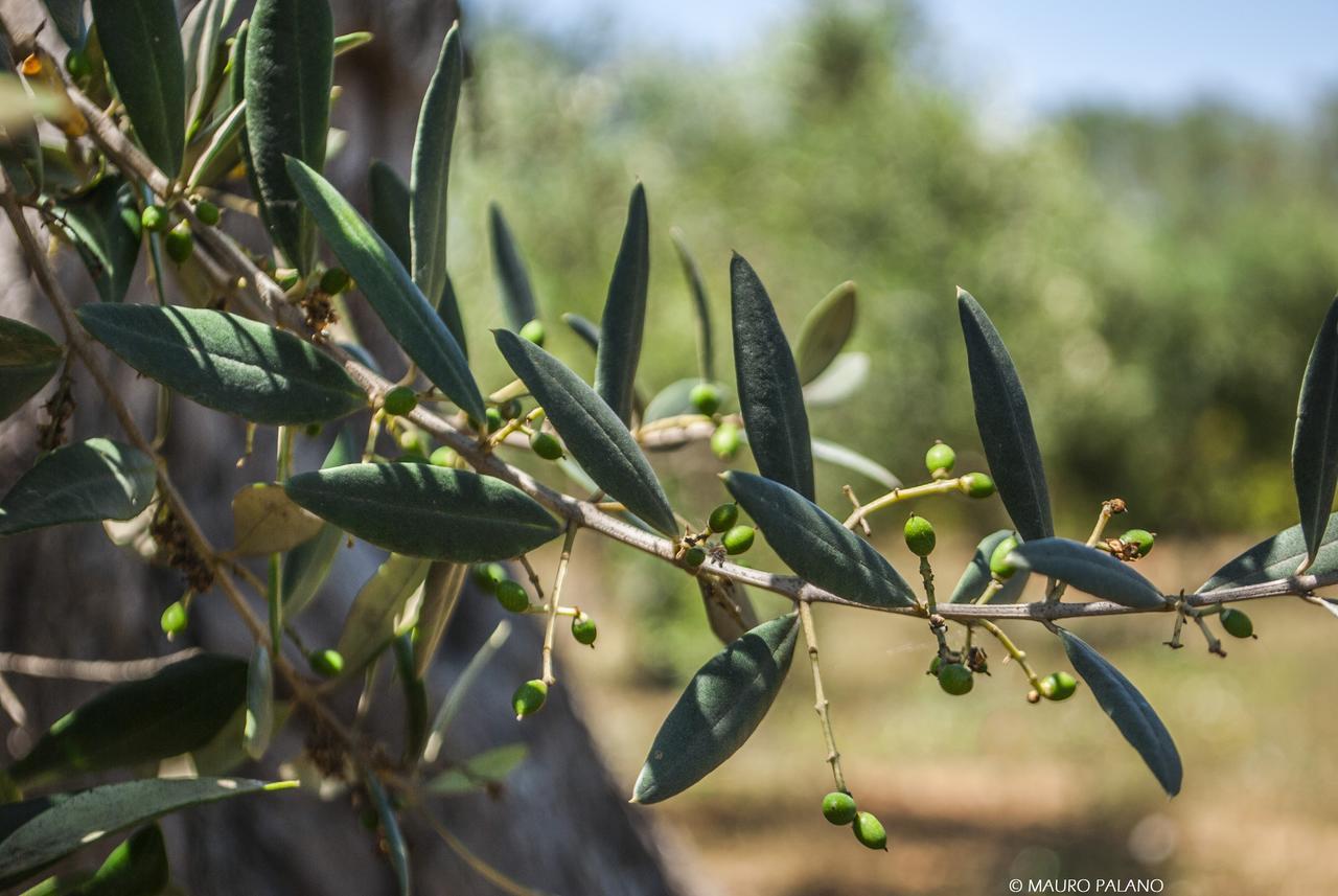 Tenuta Kyrios بورغوني المظهر الخارجي الصورة