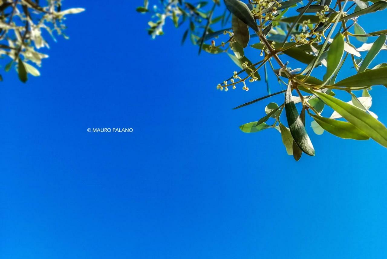 Tenuta Kyrios بورغوني المظهر الخارجي الصورة